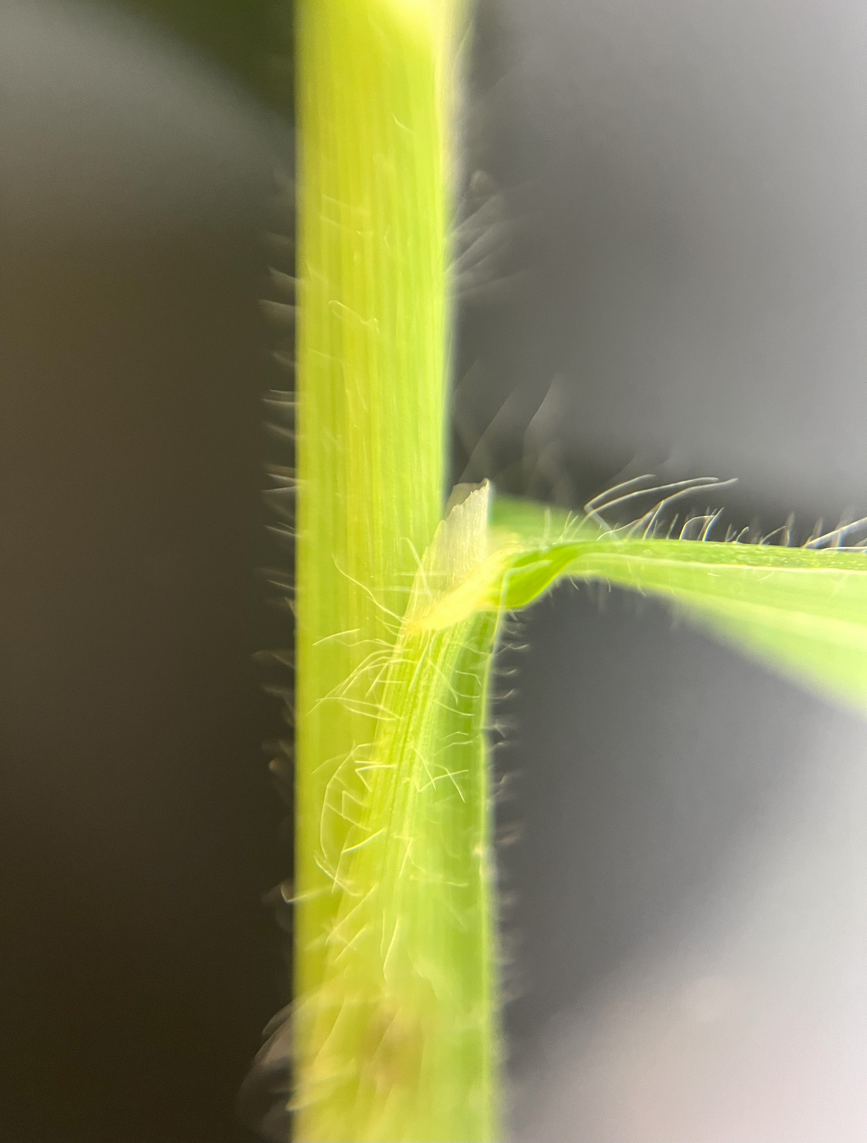 The base of a crabgrass leaf.